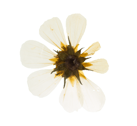 bloem 2-transparant